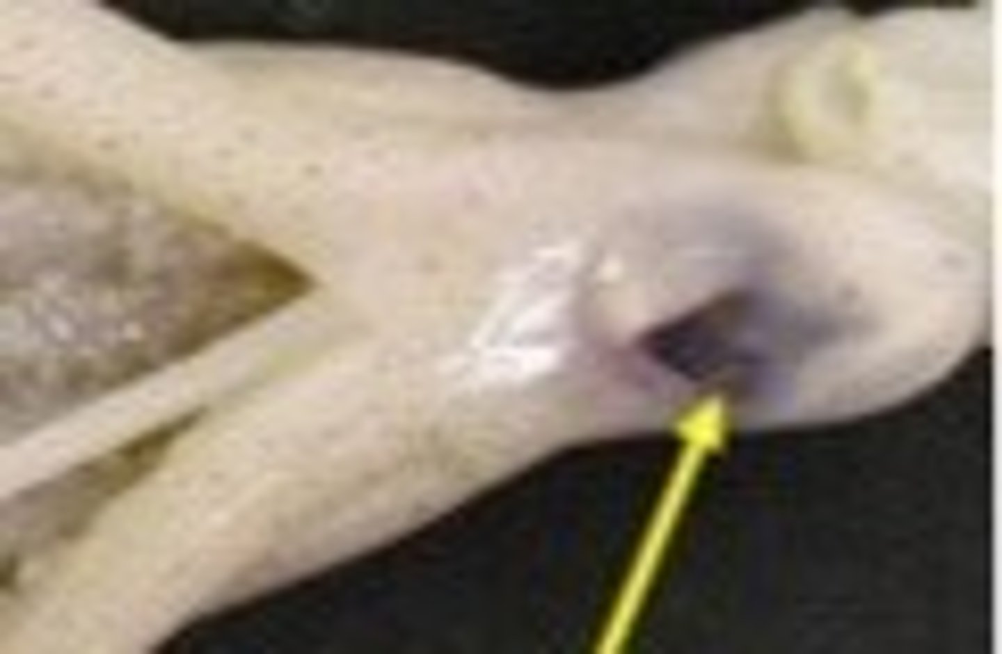 <p>convergently evolved</p>