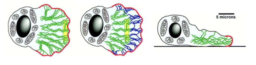 <p>in nematode sperm, the cell uses a major sperm protein in almost the same way that actin is used - polymerization + treadmilling </p>