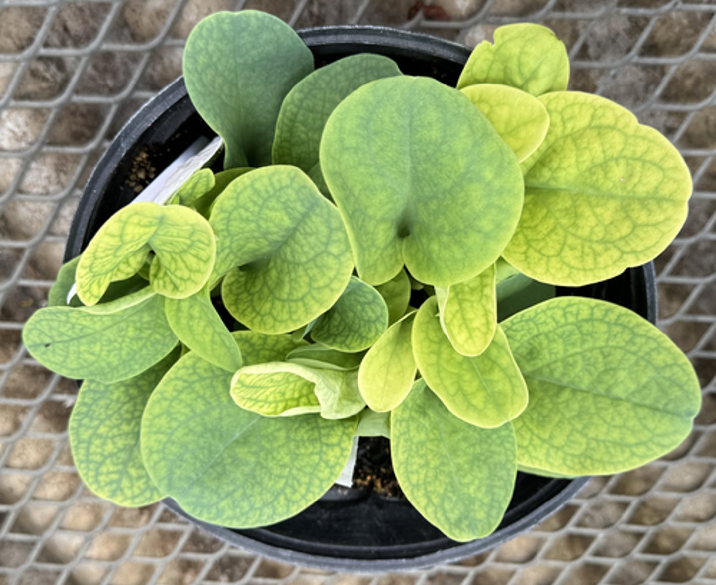<p>What is the Latin name for this plant?</p>