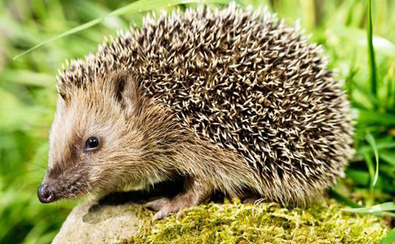 <p>Hedgehog</p>