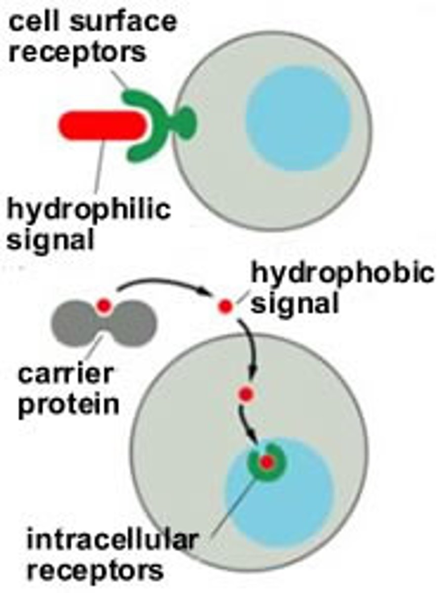 <p>signaling molecules that cannot cross plasma membrane and bind to membrane receptors</p>