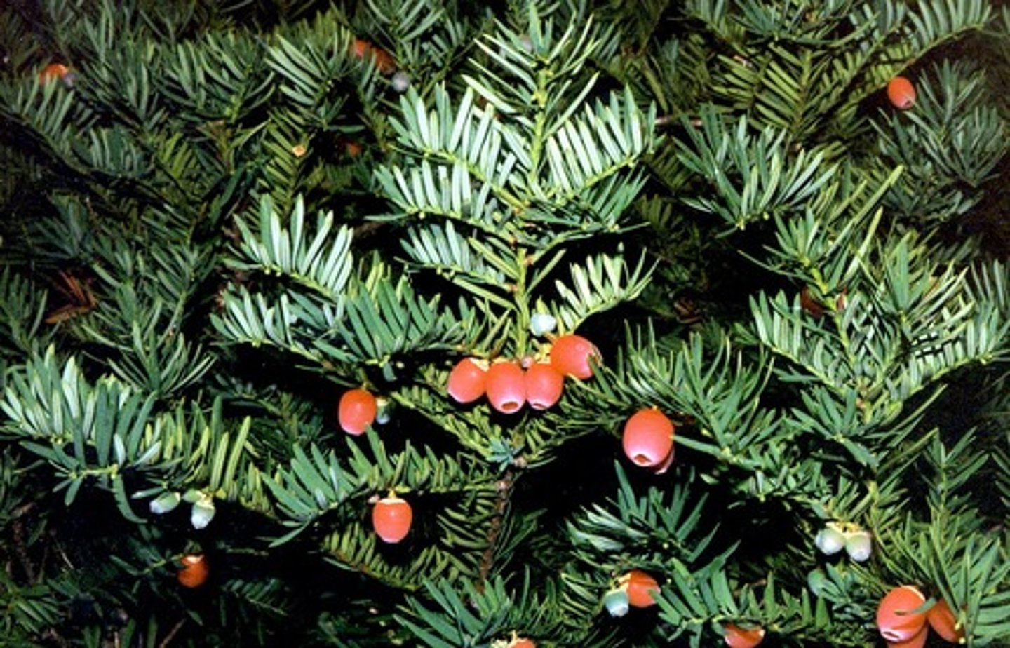 <p>Taxus cuspidata</p>
