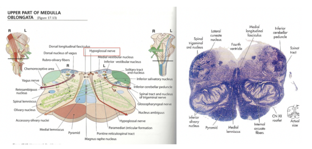 <p>12th cranial nerve — located in <u>medulla</u></p><ul><li><p>GSE — innervates intrinsic muscles of the tongue, which have a somatic origin — characterized by branches of motor nucleus located in tegmentum of medulla</p></li></ul>