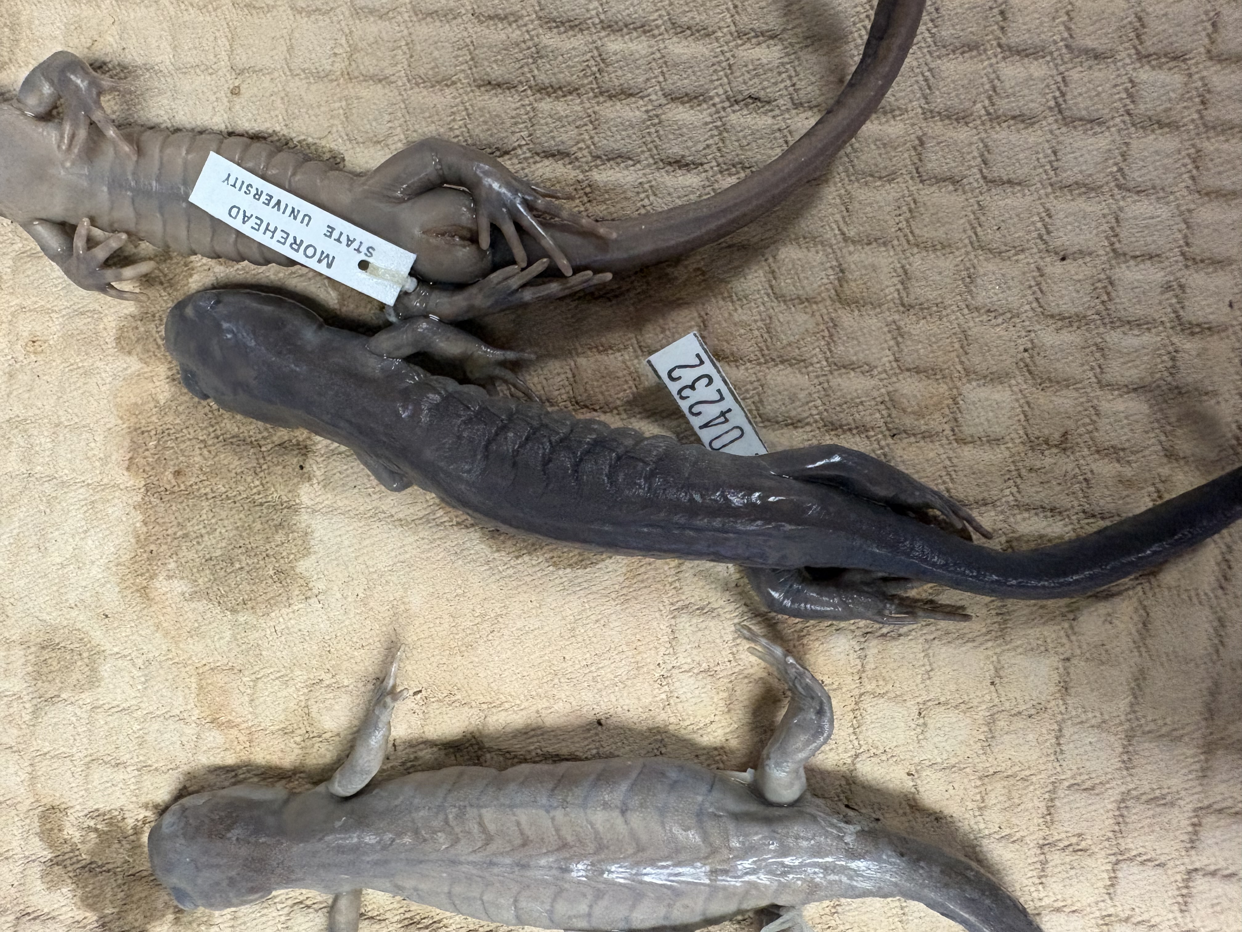 <p>Central/northern ky, really long toes, eggs laid in clusters</p>