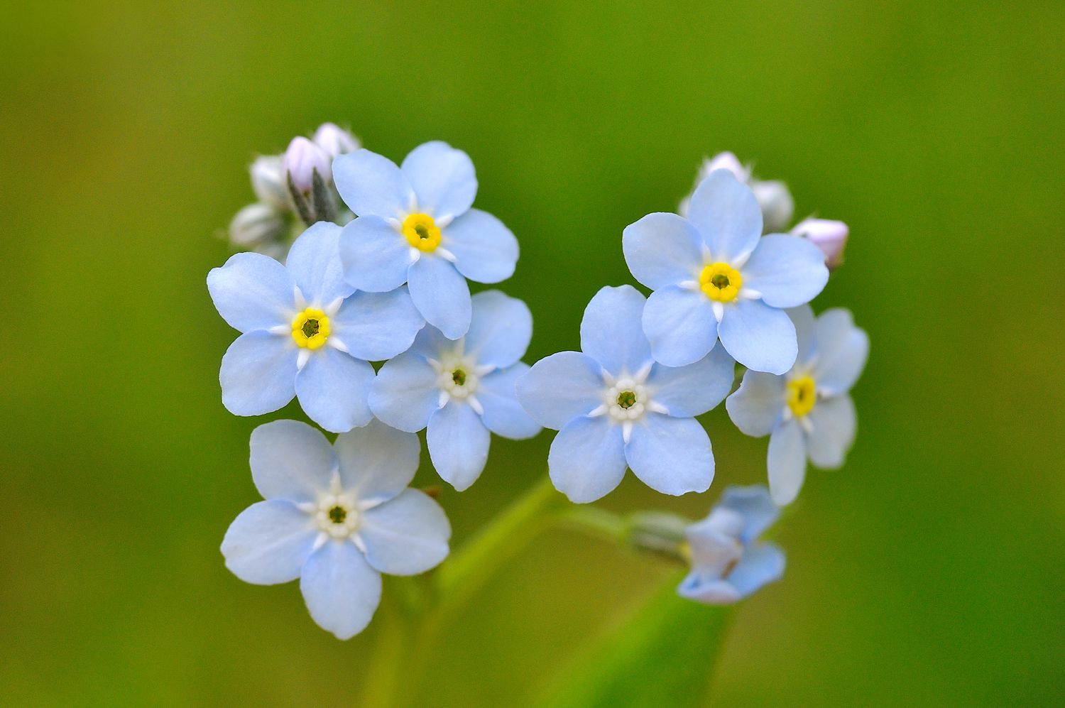<p><img src="https://www.planetnatural.com/wp-content/uploads/2023/04/forget-me-not.jpg" alt="Forget Me Not: Plant Care Tips, Growing Guide, and Symbolism"></p>
