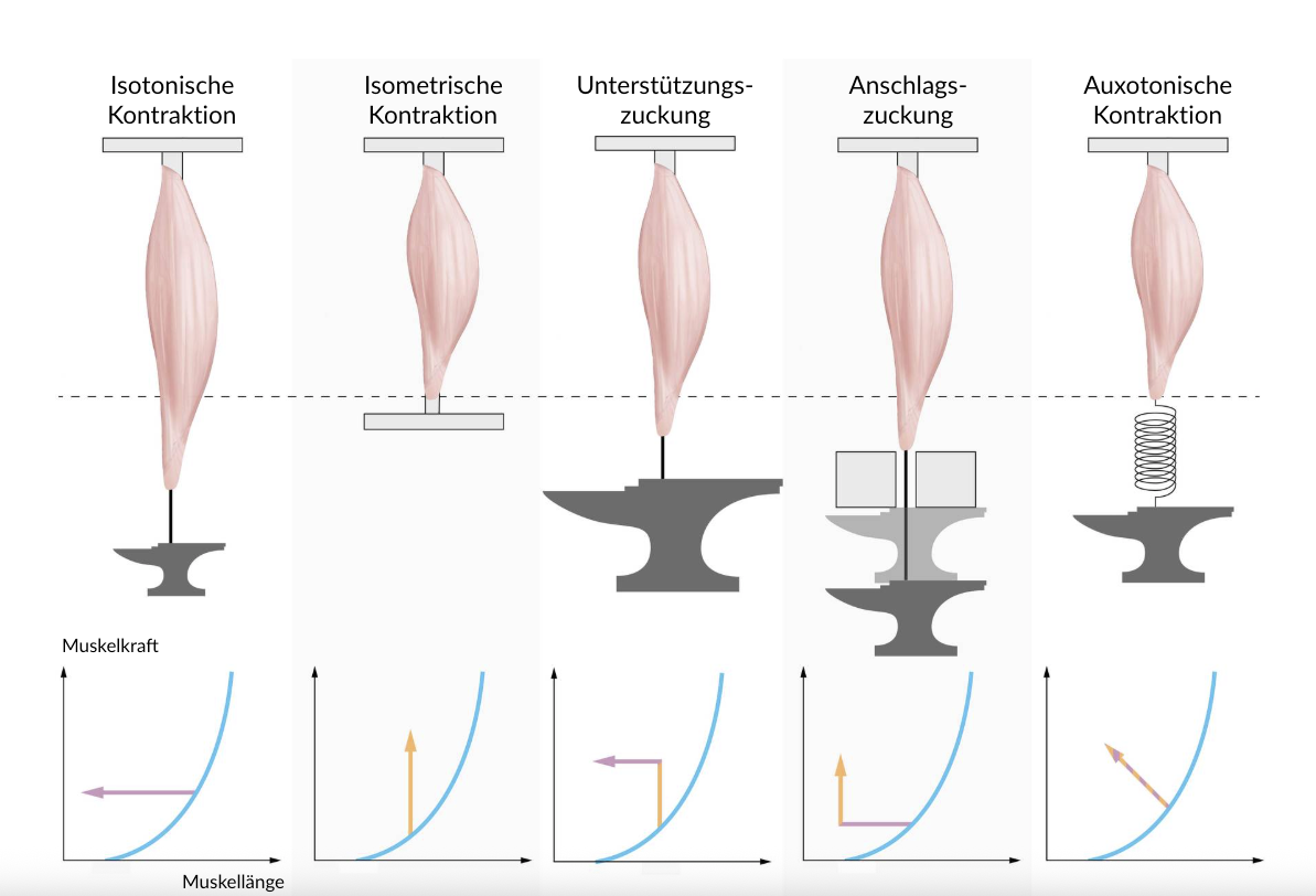 <p>A. Starting from the resting length curve, a maximally possible shortening at constant force ends on the curve of isotonic maxima.</p>