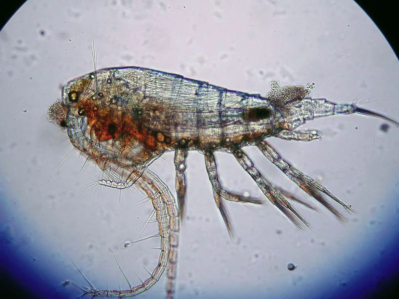 <p>Calanoida, keijuhankajalkaiset</p>