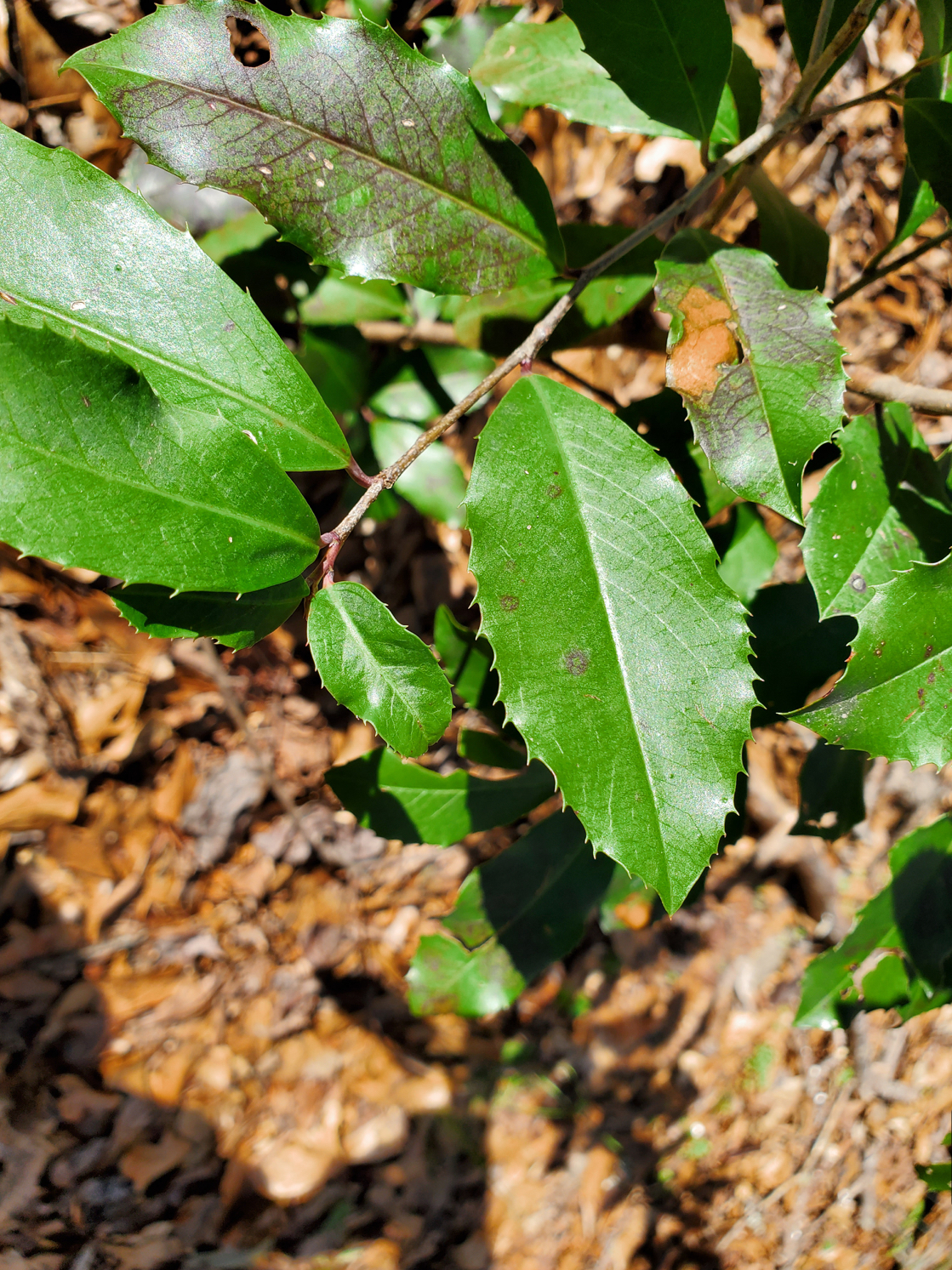 <p>Carolina laurel cherry</p>