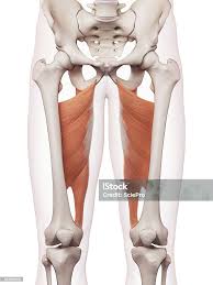 <p>origin: pubis and ischial tuberosity</p><p>insertion: linea aspera of femur</p>