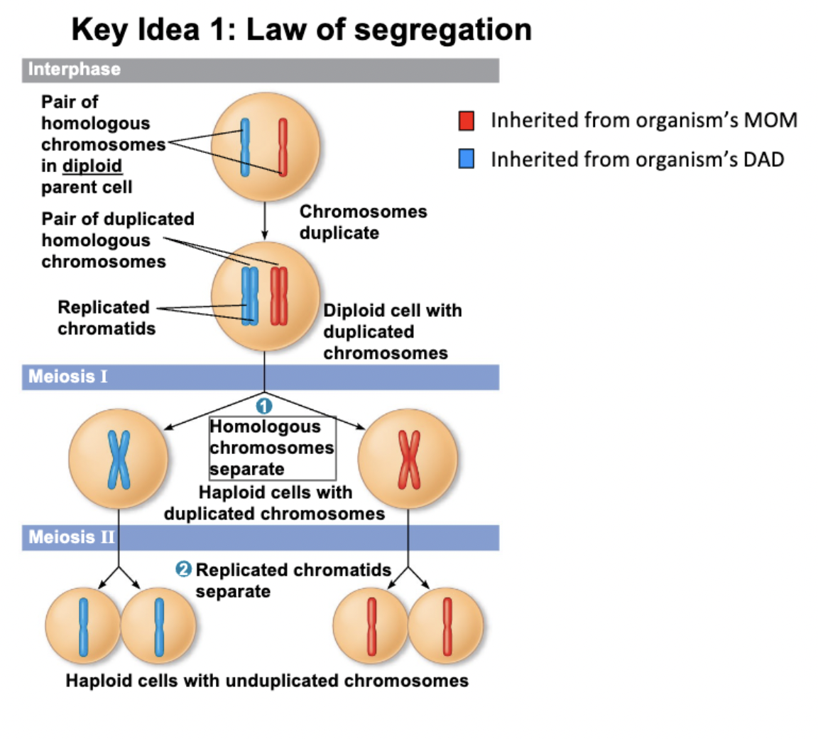 <p>maternal and paternal copies of a given chromosome SEPARATE during meiosis and end up in different gametes at random (with = probability)</p><ul><li><p>when an organism makes gametes, each gamete receives just one copy of each chromosome, which occurs randomly</p></li><li><p>probability of receiving the mat/pat version of a chromosome is completely random</p></li></ul><p></p>