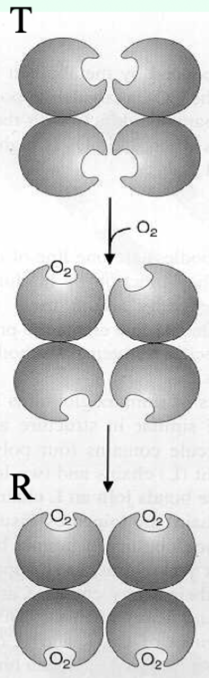 <p>Cooperativity via <strong>multi-subunit architecture</strong> enabling <strong>T (low affinity) </strong><span data-name="left_right_arrow" data-type="emoji">↔</span><strong> R (high affinity) </strong>transition.</p>