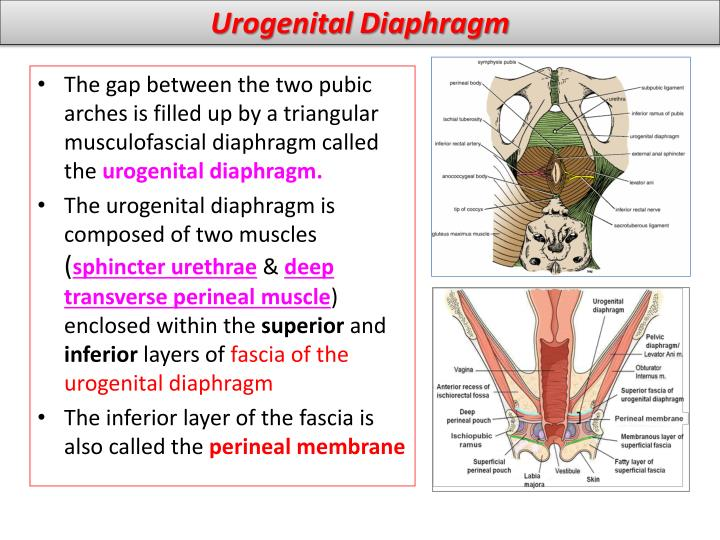 <p>90. The muscles of the urogenital diaphragm are: TF</p><p>A. m. levator ani</p><p>B. m. sphincter urethrae</p><p>C. m. sphincter vesicae</p><p>D. m. ischicavernosus</p><p>E. m. obturatorius internus</p>