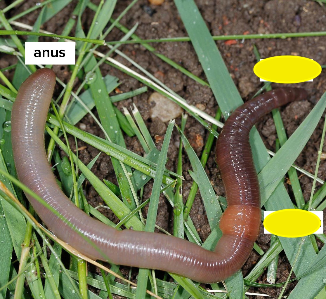 <p>Anus function </p>