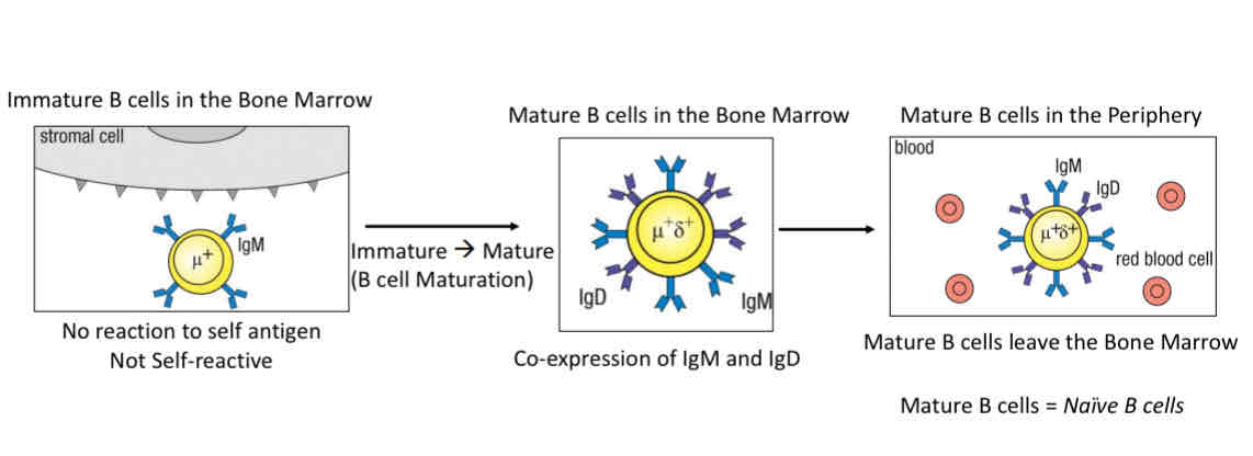 <p>Immature → Mature (through B cell maturation)</p><p>Co express IgM and IgD</p><p>Leave bone marrows</p>