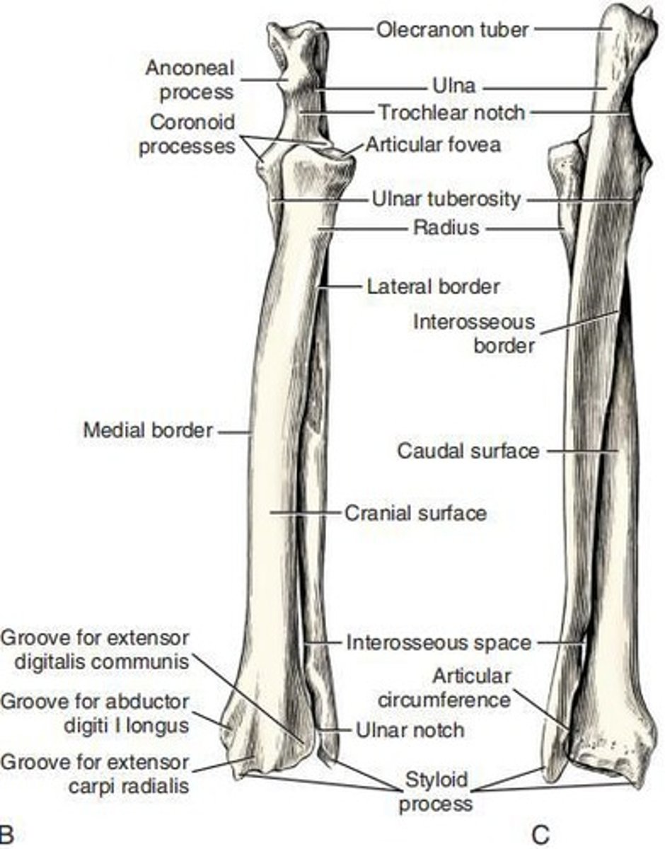 <p>Longest bone in the body, divided into a body and two extremities, articulating with the humerus and radius.</p>