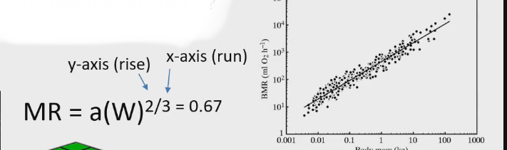 <ul><li><p>Linear lines on log scales, the slope = scaling exponent</p></li><li><p>Slope = rise/run = yaxis (BMR)/ x axis (Body mass) = 2/3</p></li></ul><p></p>