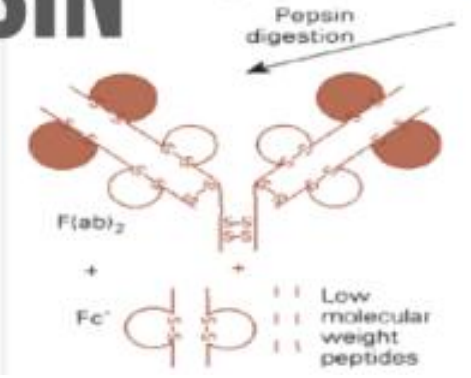 <p>Proteolytic enzyme that cleaves at the carboxyl-terminal side of interchain disulfide bonds, yielding <span style="color: red;">2 products</span></p><ul><li><p>F(ab)<sub>2</sub></p></li><li><p>Fc</p></li></ul><p></p>