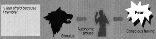 <ul><li><p>The James-Lange theory of emotion suggest that the autonomic arousal &amp; skeletal action occurs first</p><ul><li><p>Then the emotion that occurs is the label that we give the specific arousal of the organs &amp; muscle</p></li><li><p>The greater the physiological arousal the more intense the emotion</p></li></ul></li><li><p>Main contribution: the experience of emotion may involve “reading” the state of one’s own body</p></li></ul>