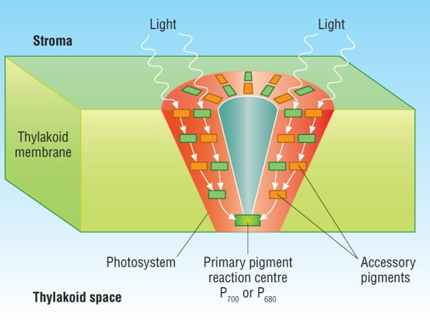 <ul><li><p>molecules which absorb light energy→ absorbs certain wavelengths and reflects others</p></li><li><p>arranged in photosystems in thylakoid membranes</p></li></ul><p></p>