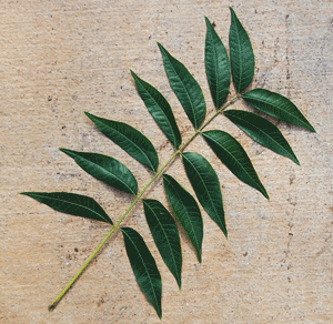 leaflets in rows, two at tip
