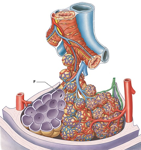 <p>Identify the structure labeled "F." </p>