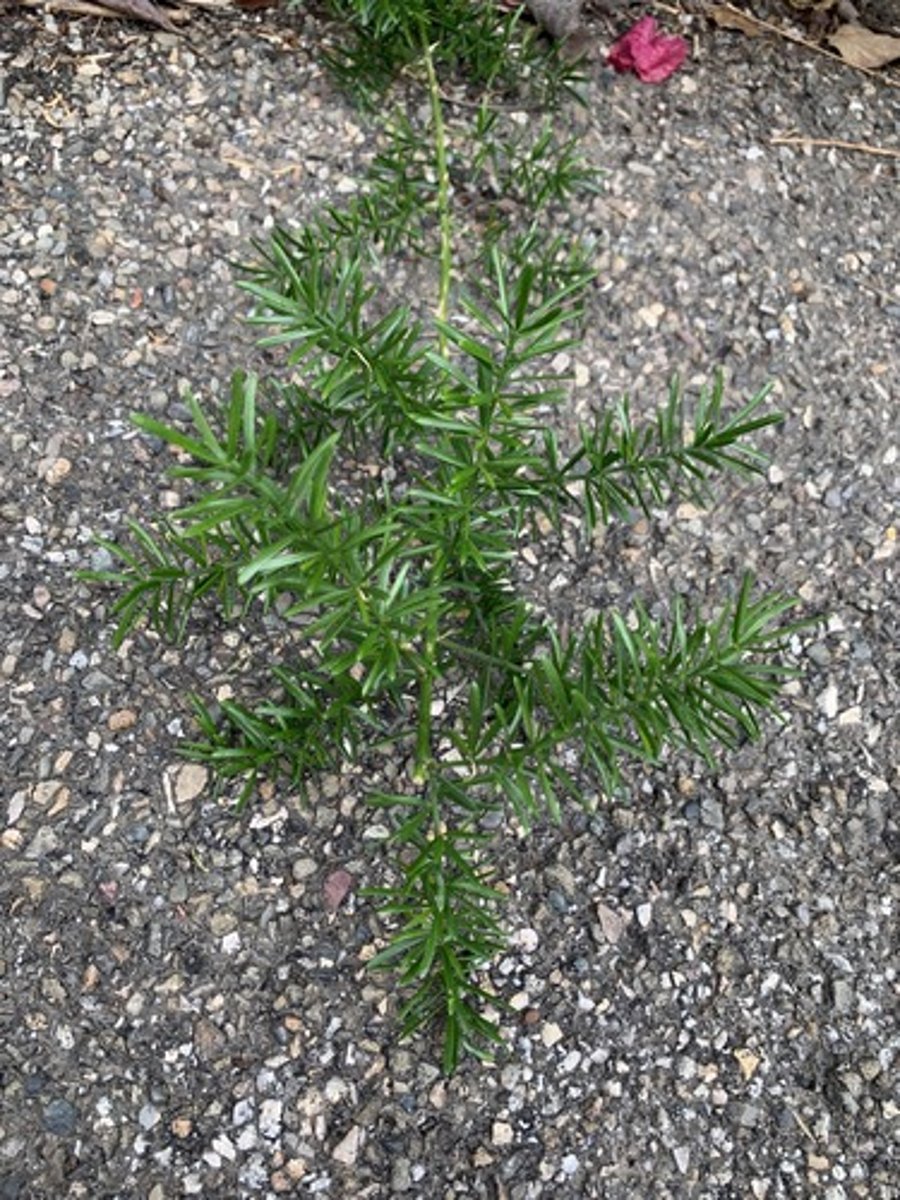 <p>immature leaflets look like asparagus(small tho) same color top and bottom, thin flat needle about 1" and a light to medium green and have long creeping vines like structures</p>