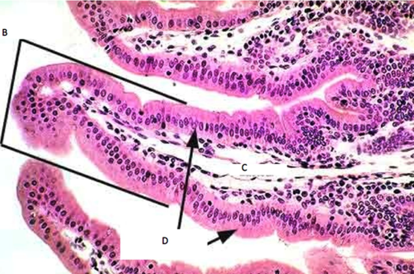 knowt flashcard image