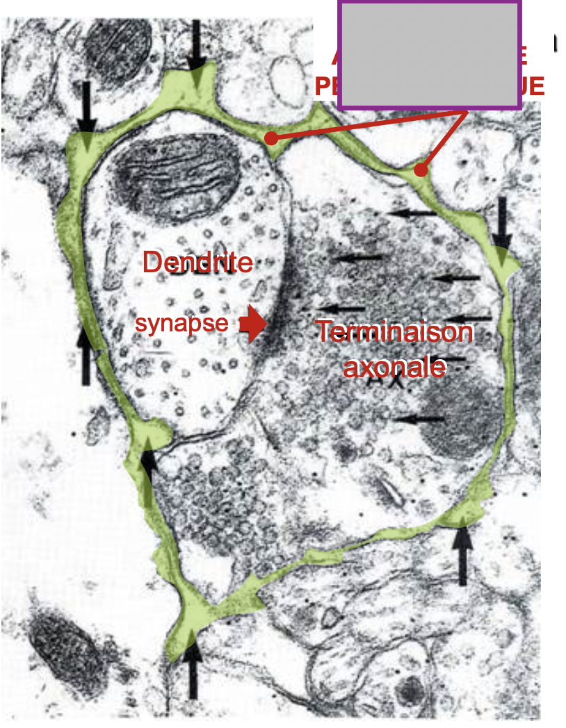 <p>Nomme ce qui est en jaune </p>