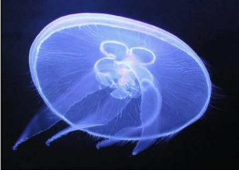 <p>-Radial symmetry, invertebrate (no backbone), lack of cephalization and incomplete digestive systems (one opening)</p><p>ie. jellyfish (mobile), sea anemones, and corals (sessile).</p><p>They have strings in their tentacles that paralyze their prey, and their gastrovascular cavity has one opening.</p>