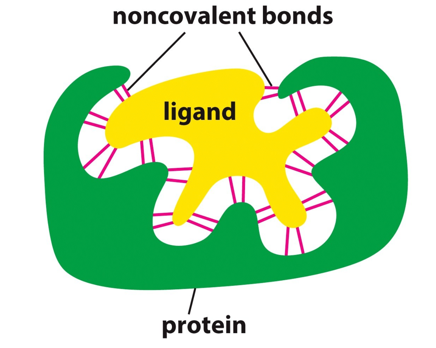 <p>any substance that is bound by a protein</p><p>-a protein is able to bind to a ligand due to the formation of a set of weak, noncovalent bonds and favorable hydrophobic forces</p><ul><li><p>the ligand must, therefore, fit precisely into the protein’s binding site so that a large number of noncovalent interactions can be formed between the protein and the ligand</p></li></ul>