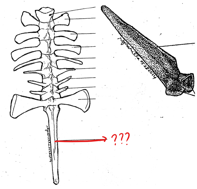 <p>part of the vertebral column; 10th vertebra; elongated bone between the anterior portions of the pelvic girdle; corresponds to the caudal vertebrae of other vertebrates; has a pair of small openings on the sides near it anterior portion for the passage of the 10th pair of spinal nerves</p>