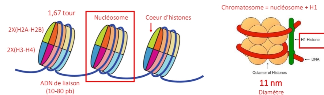 <p>146 pb ADN<br>Octamère histones</p>
