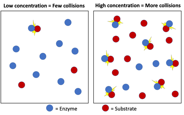 <p>Random collisions are how substrates bind with the enzyme active site. </p><p>The particles need to randomly collide with the correct orientation with sufficient energy for them to bind and for the reaction to occur. The enzyme can only catalyze the reaction when the substrate randomly collides with it. </p>