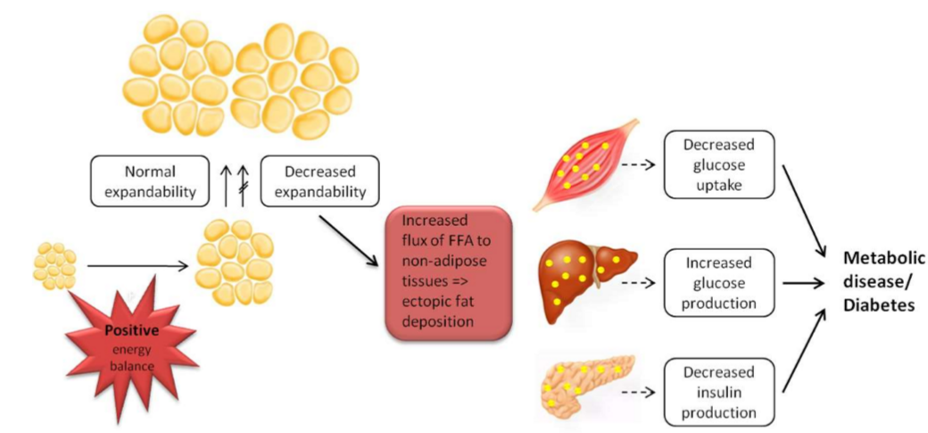 <p>When adipose tissue has the capacity to expand and store fat safely, metabolic complications are minimized. However, if this capacity is exceeded, excess fat spills over into non-adipose tissues. </p><p>A positive energy balance lead to increased fat mass and at some point the adipose tissue is no longer able to expand → the extra fat will be stored in non-adipose tissues e.g. muscle, liver and pancreas → increase insulin resistance→ lead to metabolic diseases e.g. T2D and CVD</p><p></p>