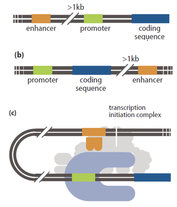 <p>eukaryotic regulatory regions that can bind far away from gene being regulated </p><p>upstream or downstream </p><p>loop DNA so regulatory elements contact Mediator </p><p>can have multiple enhancers for one gene</p>