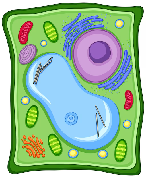 <p>What cell is this?</p>