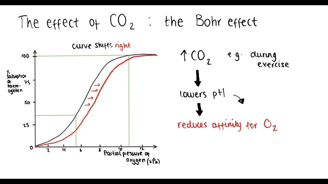 <p>affinity of hemoglobin for oxygen decreases when the pH of the blood decreases</p><p></p>
