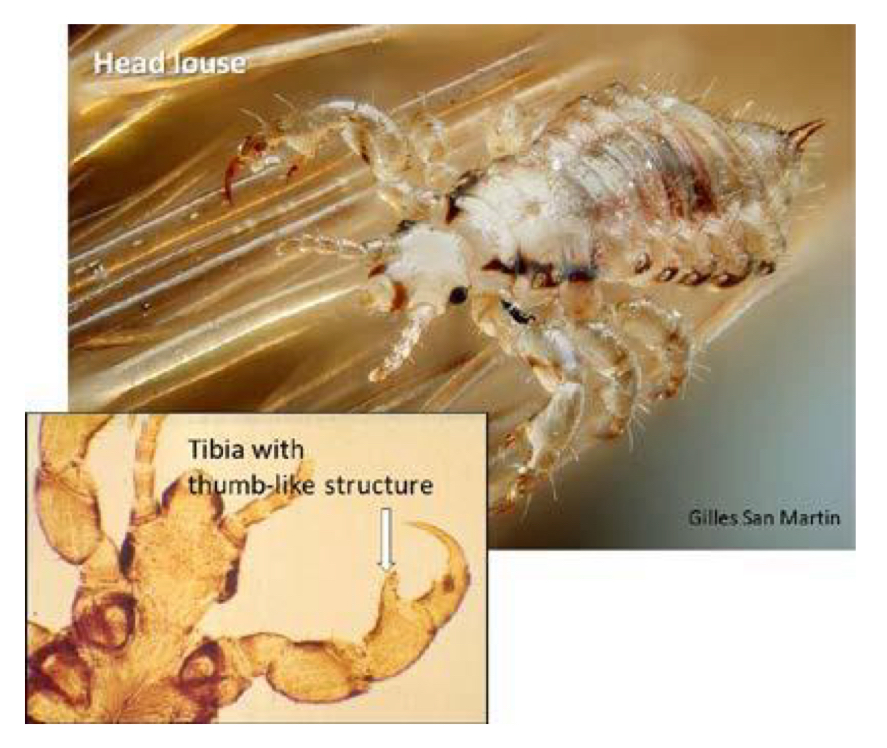 <p>What order do lice, book and bark lice belong to </p>