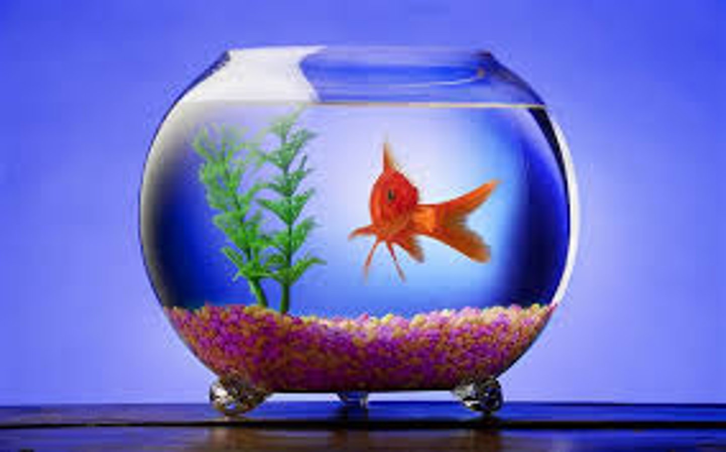 <p>fish</p>