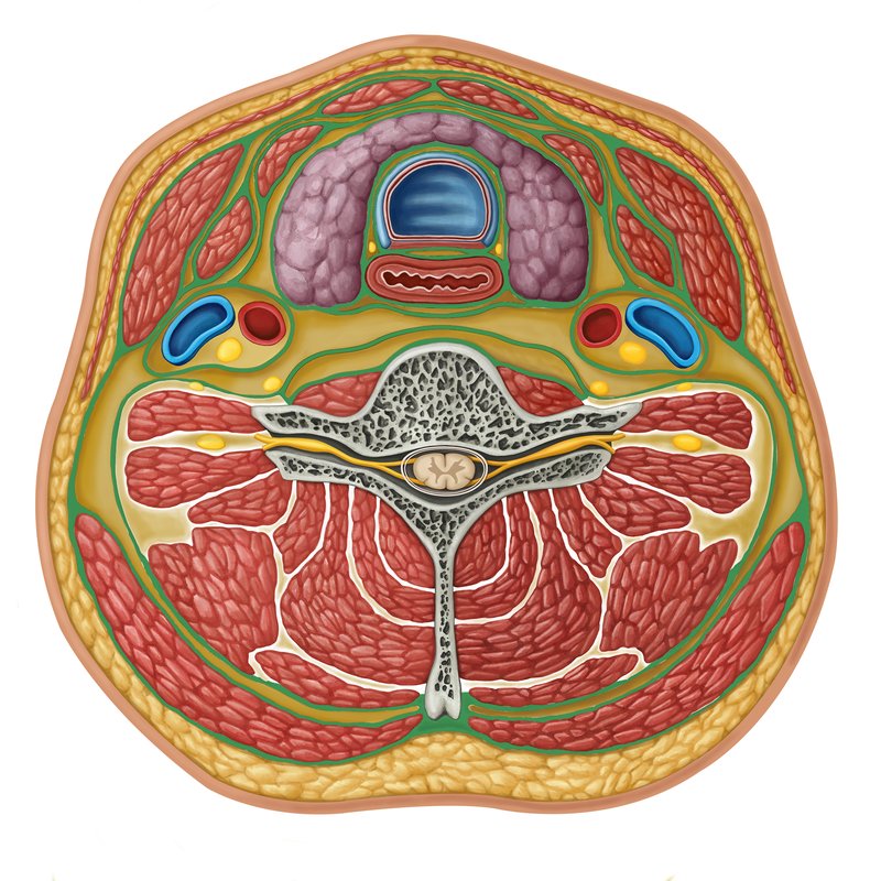 <p>Name the <strong>4 layers</strong> of <strong>deep cervical fascia</strong></p>