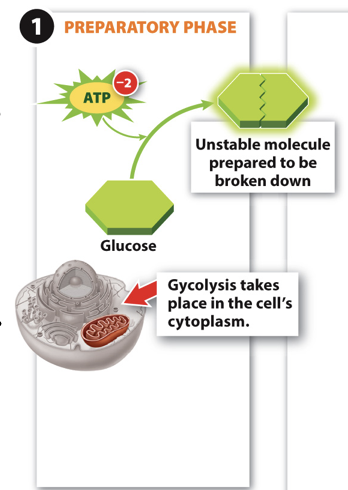 <ul><li><p>Step 1: ATP is used to destabilize a glucose molecule.</p></li><li><p>Makes energy in bonds easier to harvest</p></li></ul>
