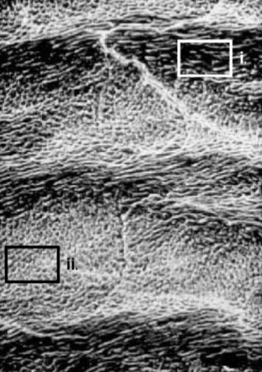 <p><span style="color: #f1eded">How does the structure pictured in box (i) differ</span><span style="color: #f1eded"><br></span><span style="color: #f1eded">from that in box (ii)?</span></p>