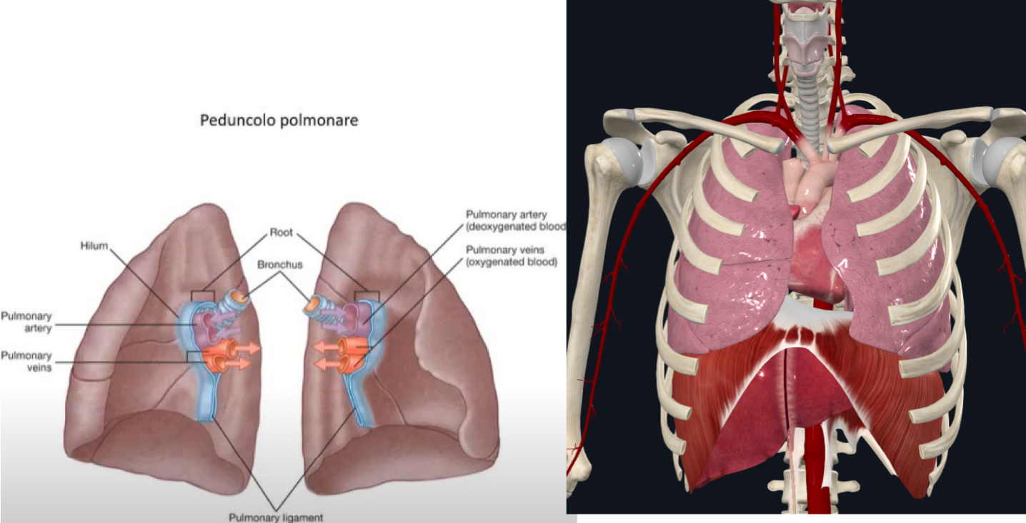 <p>I POLMONI:</p><ul><li><p>Sono accolti nella Loggia Pleuropolmonare → spazio della cavità toracica ai lati del mediastino</p></li><li><p>Hanno forma conica:</p><ul><li><p>Base concava appoggiata al diaframma</p></li><li><p>Apice smussato, che supera per 2-3cm l’apertura toracica superiore</p></li></ul></li><li><p>Superfici:</p><ul><li><p>Laterale → in rapporto con coste e cartilagini costali</p></li><li><p>Mediale (o mediastinica) → accoglie l’ilo/peduncolo polmonare</p></li><li><p>Vertebrale → in rapporto con i corpi vertebrali</p></li></ul></li><li><p>Differenze polmoni:</p><ul><li><p>Destro → più voluminoso, con la cupola pleurica è più alta perché è più alta anche quella diaframmatica per la presenza del fegato. <br>E’ diviso in tre lobi (superiore, medio, inferiore) separati dalla scissura obliqua e orizzontale</p></li><li><p>Sinistro → meno voluminoso, con incisura cardiaca più marcata perché il cuore è spostato per 2/3 a sx. <br>E’ diviso in due lobi (superiore e inferiore) separati dalla scissura obliqua. <br>L’estremità inferiore dell’apice che si porta in basso si chiama lingula e va a coprire il sacco pericardico.</p></li></ul></li></ul><p></p>