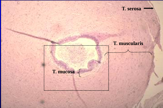 <p>Canine ductus deferens. </p><p>The tunica mucosa, tunica muscularis, and tunica serosa are shown.</p>