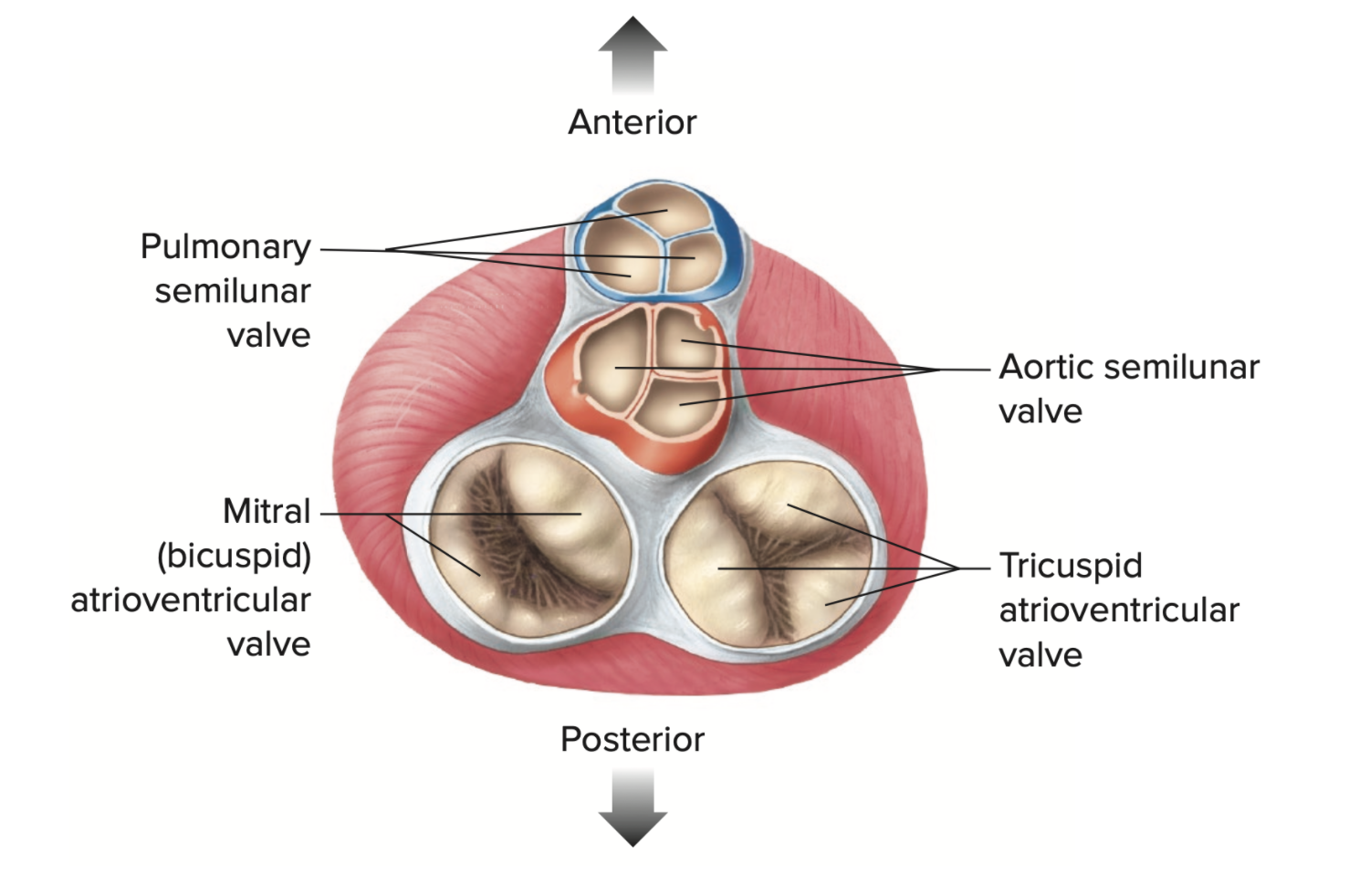 <ol><li><p>tricuspid </p></li><li><p>bicuspid </p></li><li><p>pulmonary semilunar </p></li><li><p>aortic semilunar </p></li></ol><p></p>