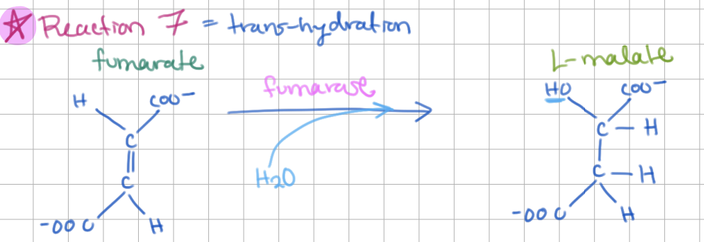 <p><strong>Step 7</strong>: <strong>Fumarate</strong> → <strong>Malate</strong> (E = <strong>Fumarase</strong>)</p><ul><li><p>trans-hydration (-H<sub>2</sub>O) = hydration across double bond</p></li></ul><p></p>