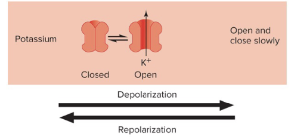 <p>False, a K+ channel opens and closes slowly</p>
