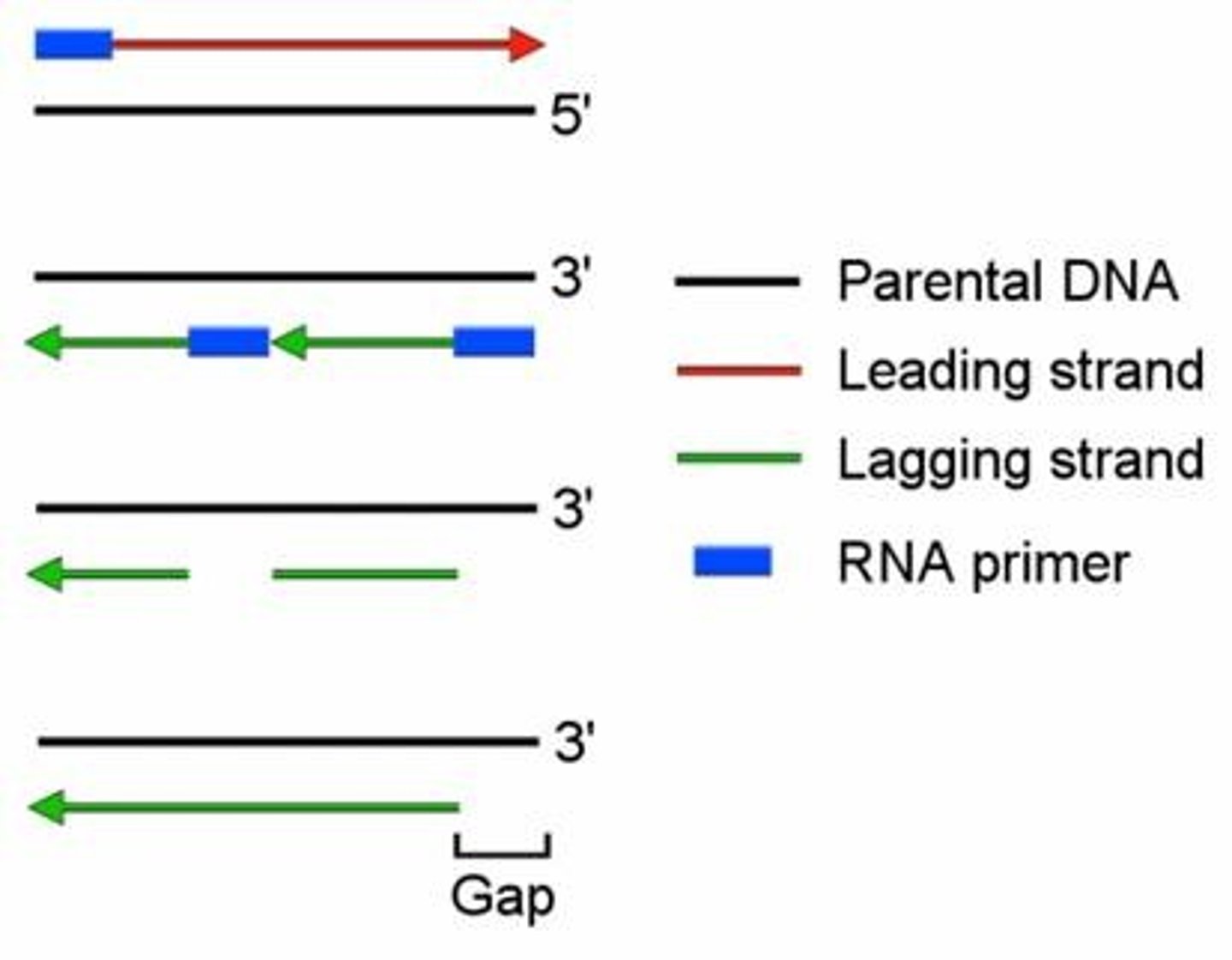 <p>Short RNA sequence used to initiate DNA replication.</p>