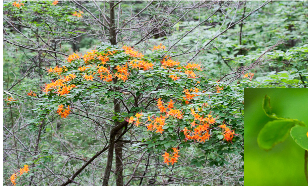 <p>Flame Azalea</p>