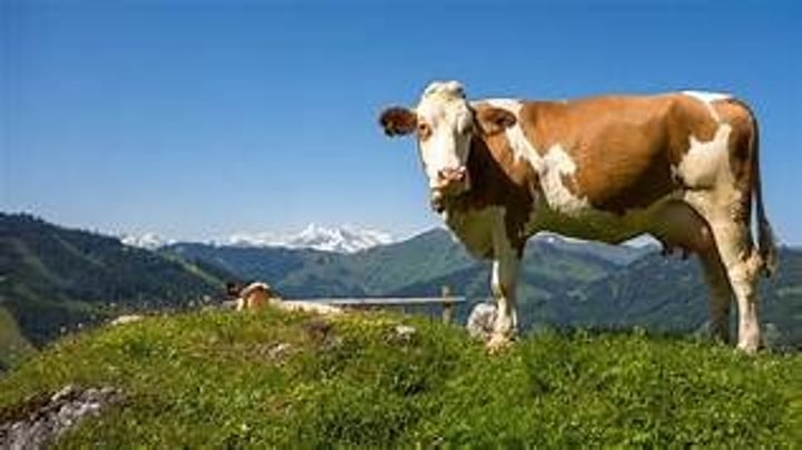 <p>raising animals, usually on grass and on land that is not suitable for crops</p>